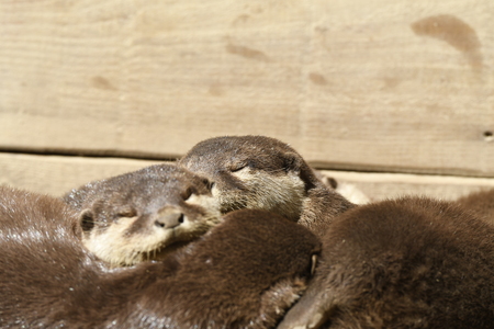 otters sleeping in a zoo in Italyの写真素材