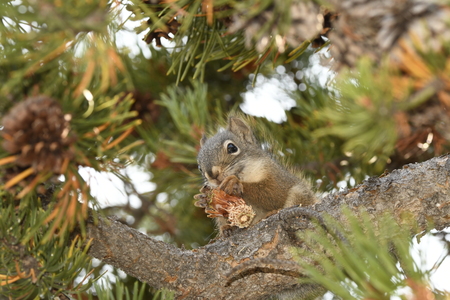 squirrel eating a cone in Yellowstone National Park in united states of america