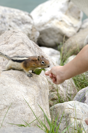 chipmunk squirrel on the shores of Lake Louise in Canadaの写真素材