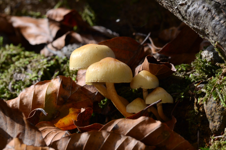mushrooms among the dry leaves in Liguria in Liguriaの写真素材