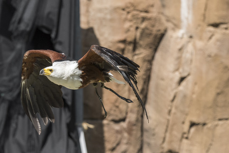 eagle in flight during a show