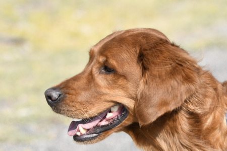 closeup of a golden retriever dog in Yellowstone national parkの写真素材