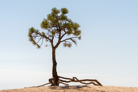 Trees in bryce canyon in the united states of americaの写真素材