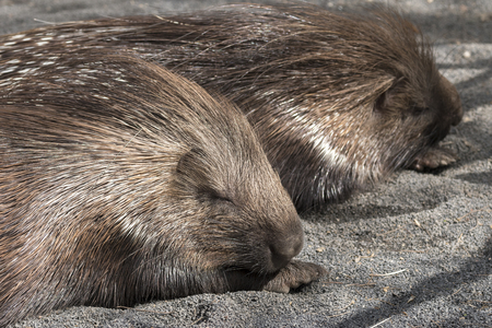 details of the snout and porcupine spines while restingの写真素材