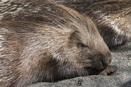 details of the snout and porcupine spines while restingの写真素材
