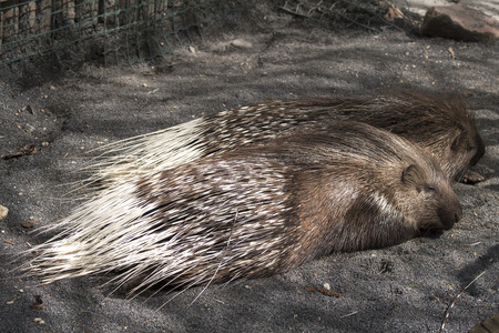 details of the snout and porcupine spines while restingの写真素材
