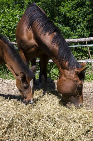 horse and colt in a farm in Liguria in Italyの写真素材