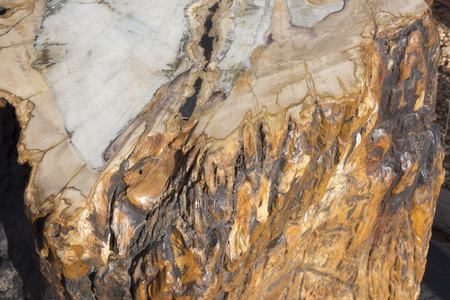 petrified and polished fossil trees at bryce canyonのeditorial素材