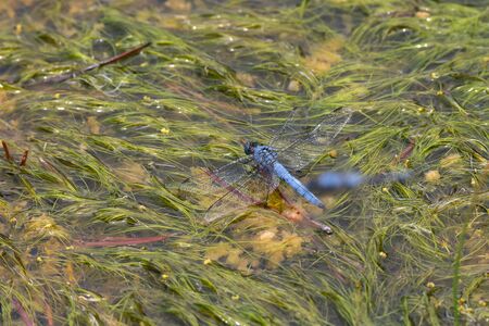 dragonfly on plants of Yellowstone National Park in Wyoming