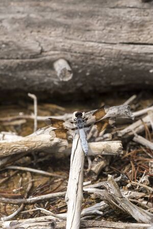 dragonfly on plants of Yellowstone National Park in Wyomingの写真素材