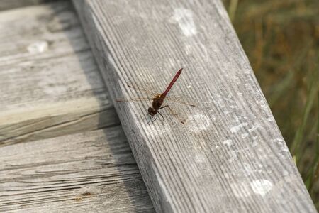 dragonfly on plants of Yellowstone National Park in Wyomingの写真素材