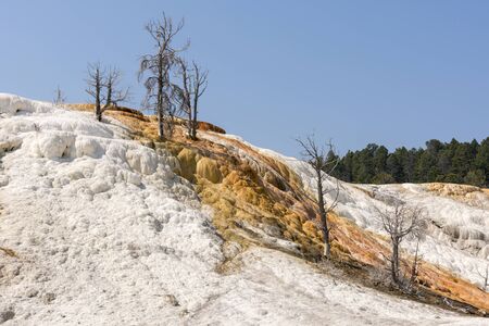 thermal springs and limestone formations at mammoth hot springs in Wyoming in Americaの写真素材