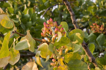 pistachio tree at sunset at Aegina in Greeceの写真素材