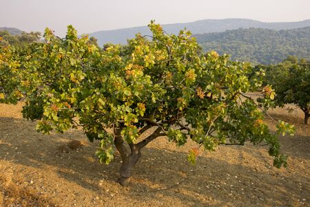 pistachio tree at sunset at Aegina in Greeceの写真素材