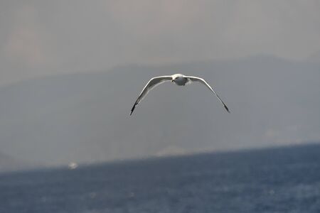 seagull in fly on the sea in Greeceの写真素材