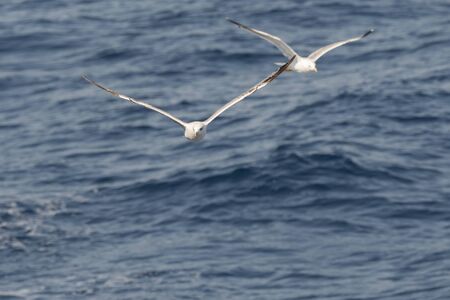 seagull in fly on the sea in Greece