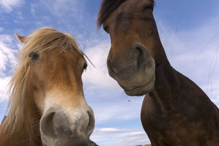 horses in the Eggum Mountain in Norway