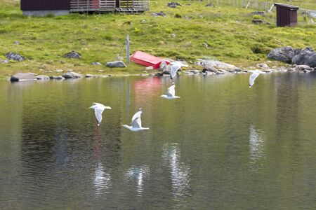 landscape in protected park area Borga Eggum in Eggum in Lofoten in Norwayの写真素材