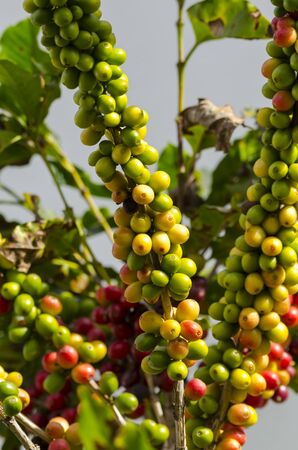 colored coffee berries on the coffee tree in brazil