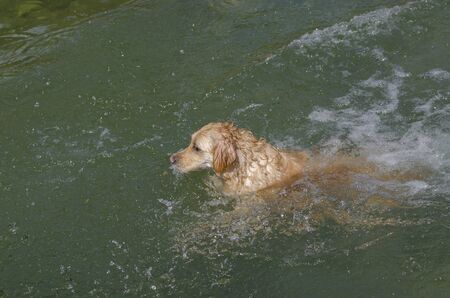 honey color golden retriever that swims, runs and plays in a little lakeの写真素材