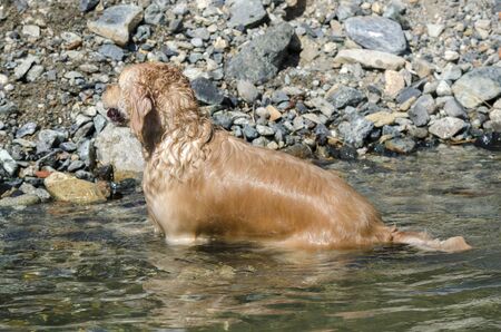 honey color golden retriever that swims, runs and plays in a little lakeの写真素材