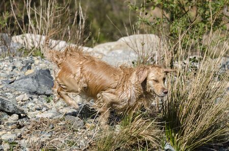 honey color golden retriever that swims, runs and plays in a little lake
