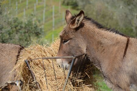 Crusader donkey from Amiata on a meadow in a tuscany farm in Italyの写真素材