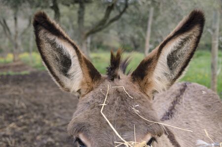 Crusader donkey from Amiata on a meadow in a tuscany farm in Italyの写真素材