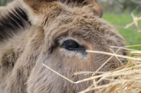 Crusader donkey from Amiata on a meadow in a tuscany farm in Italy