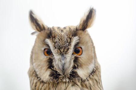 eagle owl, nocturnal bird of prey in Italy