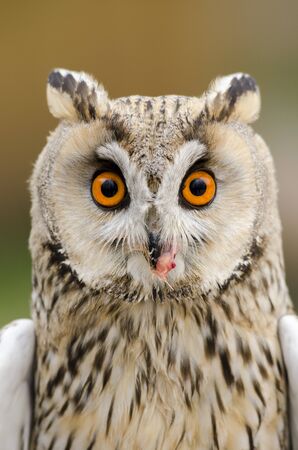 eagle owl, nocturnal bird of prey in Italyの写真素材
