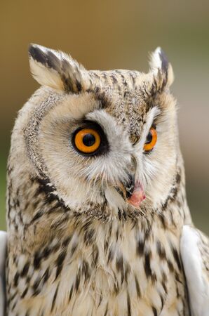 eagle owl, nocturnal bird of prey in Italyの写真素材