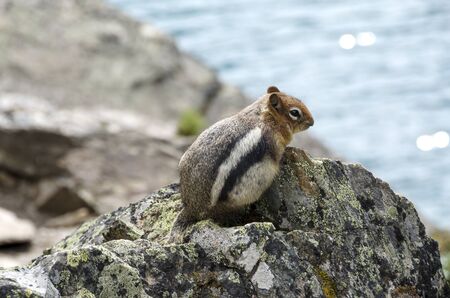 squirrel near his den in Lake Louise in Canadaの写真素材