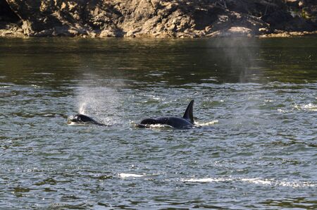 killer whales on the coasts of Vancouver island in Canada