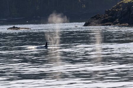 killer whales on the coasts of Vancouver island in Canada