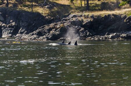 killer whales on the coasts of Vancouver island in Canada