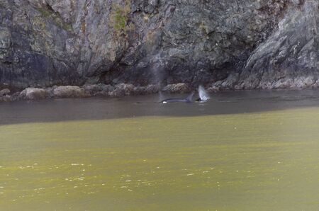killer whales on the coasts of Vancouver island in Canada