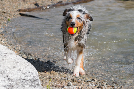 Australian shepherd dog runs on the shore of the Ceresole Reale lake in Piedmont in Italyの写真素材