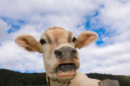cow in Braies in Trentino Alto Adige in Italyの写真素材