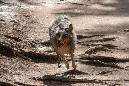 Australian shepherd dog runs on the shore of the Tovel lake in Trentino Alto Adige in Italyの写真素材