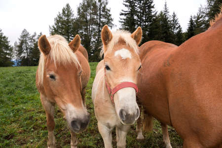 blond horses on a meadow at Siusi Alps in Trentino Alto Adige in Italyの写真素材