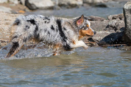 blue merle Australian shepherd dog runs on the shore of the Ceresole Reale lake in Piedmont in Italyの写真素材