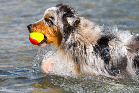 blue merle Australian shepherd dog runs on the shore of the Ceresole Reale lake in Piedmont in Italyの写真素材