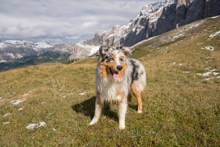 blue merle Australian shepherd dog runs on the meadow of Sella pass in Trentino Alto Adige in Italyの写真素材
