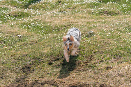 blue merle Australian shepherd dog runs and jump on the meadow in colle del nivolet in piedmont in...