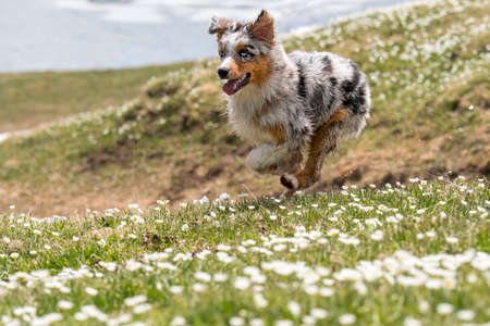 blue merle Australian shepherd dog runs and jump on the meadow in colle del nivolet in piedmont in...