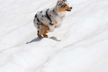 blue merle Australian shepherd dog runs and jump on the snow in colle del nivolet in piedmont in Italyの写真素材