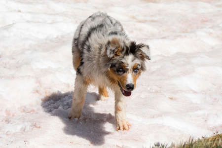 blue merle Australian shepherd dog runs and jump on the snow in colle del nivolet in piedmont in Italyの写真素材