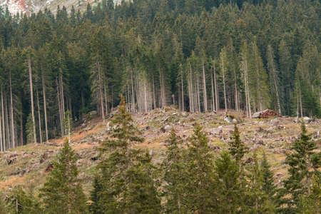 sunset on Carezza Lake in Trentino Alto Adige in Italyの写真素材