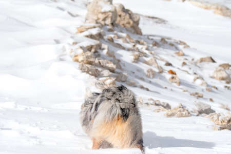 blue merle Australian shepherd dog runs on snow in Sass Pordoi in Trentino Alto Adige in Italy